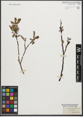 Foto von Salix silesiaca Willd.